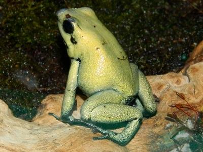 Poison Dart Frog  